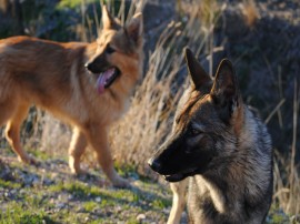 Aquiles y Logan